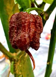 Afbeeldingsresultaat voor 7 pot hot pepper