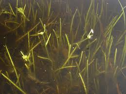 Attēlu rezultāti vaicājumam “Sparganium minimum fruit”