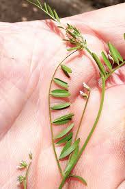 Attēlu rezultāti vaicājumam “Vicia hirsuta bud”