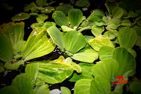 Attēlu rezultāti vaicājumam “Pistia stratiotes leaf”