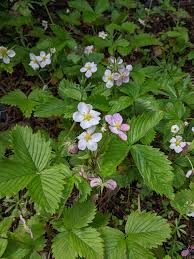 Attēlu rezultāti vaicājumam “Fragaria vesca flower”