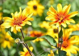 Image result for Heliopsis scabra