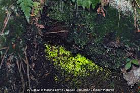 Attēlu rezultāti vaicājumam “Schistostega pennata”