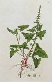 Attēlu rezultāti vaicājumam “Chenopodium bonus-henricus leaf”