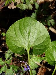 Attēlu rezultāti vaicājumam “Viola odorata leaf”