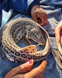 Image result for Poroderma pantherinum