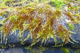 Attēlu rezultāti vaicājumam “Hypnum cupressiforme var. lacunosum sporophyte”