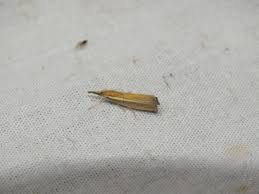 Attēlu rezultāti vaicājumam “Agriphila selasella”