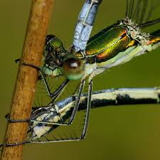Attēlu rezultāti vaicājumam “Lestes sponsa”