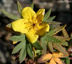 Attēlu rezultāti vaicājumam “Pentaphylloides fruticosa leaf”