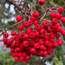 Attēlu rezultāti vaicājumam “Sorbus”
