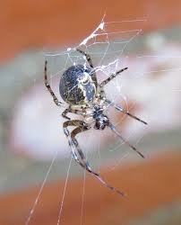 Attēlu rezultāti vaicājumam “Metellina merianae”