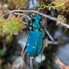 Attēlu rezultāti vaicājumam “Cicindela campestris imago”