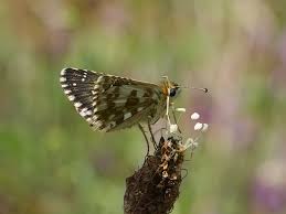 Attēlu rezultāti vaicājumam “Pyrgus alveus”