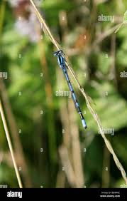 Attēlu rezultāti vaicājumam “Enallagma cyathigerum”
