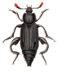 Attēlu rezultāti vaicājumam “Necrodes littoralis”