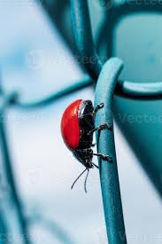 Attēlu rezultāti vaicājumam “Chrysomela populi”