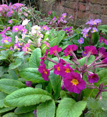 Attēlu rezultāti vaicājumam “Primula x polyantha”