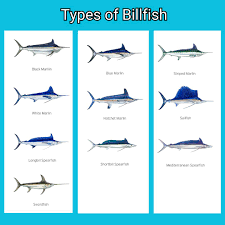 Image result for Makaira mazara