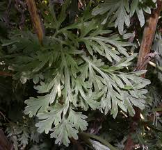 Attēlu rezultāti vaicājumam “Macrosiphoniella absinthii”