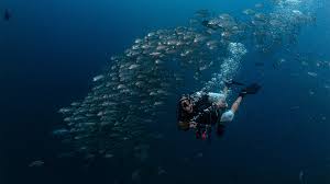 Image result for Three Seas Diving