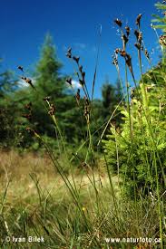Attēlu rezultāti vaicājumam “Juncus squarrosus”