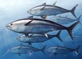 Image result for Thunnus thynnus