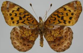 Attēlu rezultāti vaicājumam “Clossiana selene upperside”
