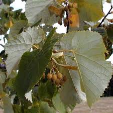 Attēlu rezultāti vaicājumam “Tilia tomentosa fruit”