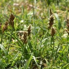 Attēlu rezultāti vaicājumam “Blysmus compressus leaf”