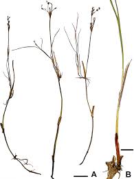 Attēlu rezultāti vaicājumam “Juncus articulatus”