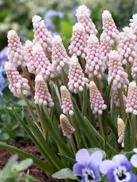 Attēlu rezultāti vaicājumam “Muscari armeniacum flower”