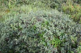 Attēlu rezultāti vaicājumam “Vaccinium uliginosum flower”