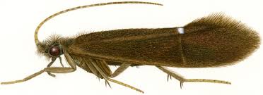 Attēlu rezultāti vaicājumam “Trichoptera”