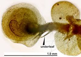 Attēlu rezultāti vaicājumam “Mylia anomala”