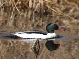 Attēlu rezultāti vaicājumam “Mergus merganser male”