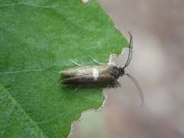 Attēlu rezultāti vaicājumam “Incurvariidae”