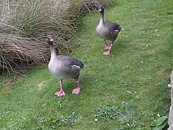 Attēlu rezultāti vaicājumam “Anser brachyrhynchus”