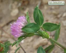 Attēlu rezultāti vaicājumam “Trifolium medium bud”