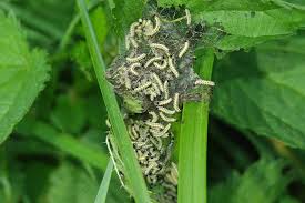 Attēlu rezultāti vaicājumam “Aglais urticae”