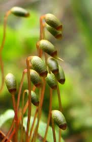 Attēlu rezultāti vaicājumam “Serpoleskea subtilis sporophyte”