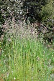 Attēlu rezultāti vaicājumam “Festuca rubra subsp. rubra fruit”