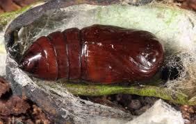 Attēlu rezultāti vaicājumam “Clostera pigra”