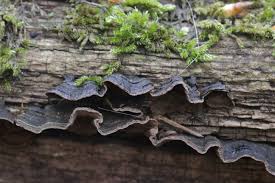 Attēlu rezultāti vaicājumam “Cribraria rubiginosa spores”