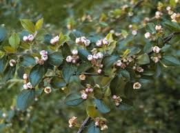 Attēlu rezultāti vaicājumam “Cotoneaster divaricatus”