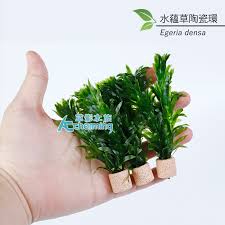 「水蘊草」的圖片搜尋結果