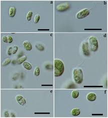 Attēlu rezultāti vaicājumam “Chlorophyta”