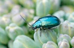 Attēlu rezultāti vaicājumam “Altica sp.”