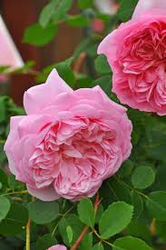 「ソニア・パレス」の画像検索結果