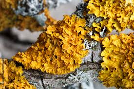 Attēlu rezultāti vaicājumam “Xanthoria parietina”